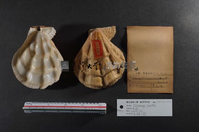 北海道海扇蛤藏品圖，第3張