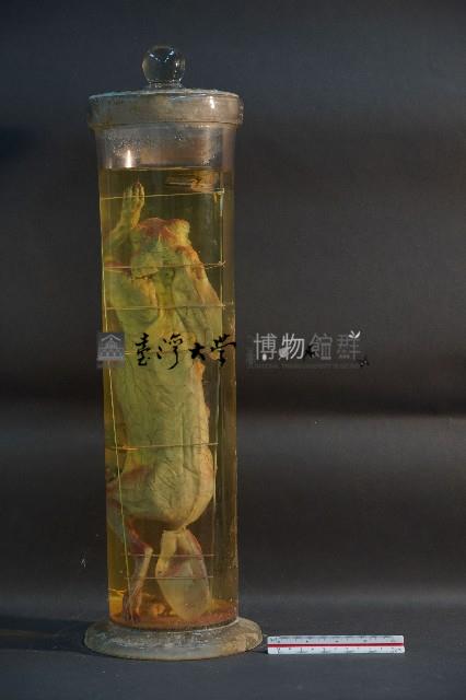 血液循環系統標本(兔) (解剖色素注射)藏品圖，第3張