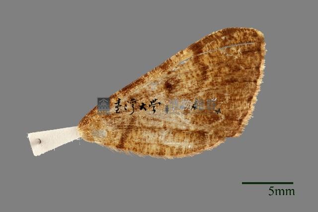 螟蛾藏品圖，第3張