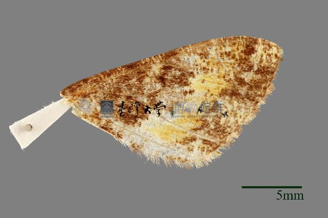 螟蛾藏品圖，第3張