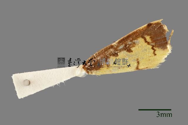 螟蛾藏品圖，第3張