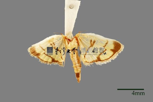 螟蛾藏品圖，第3張