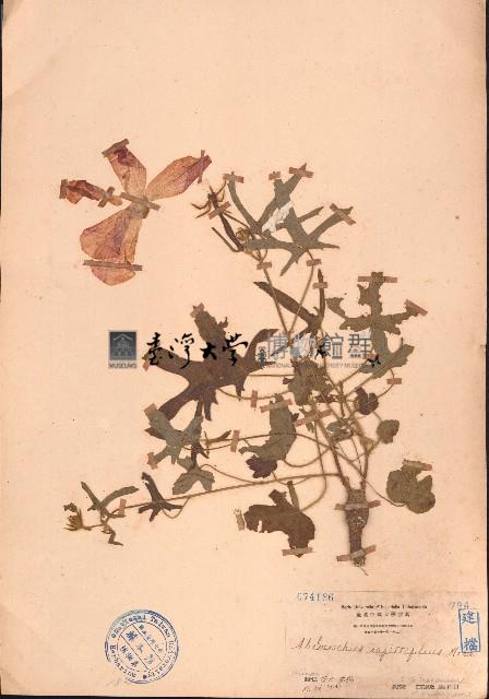 箭葉秋葵藏品圖，第1張