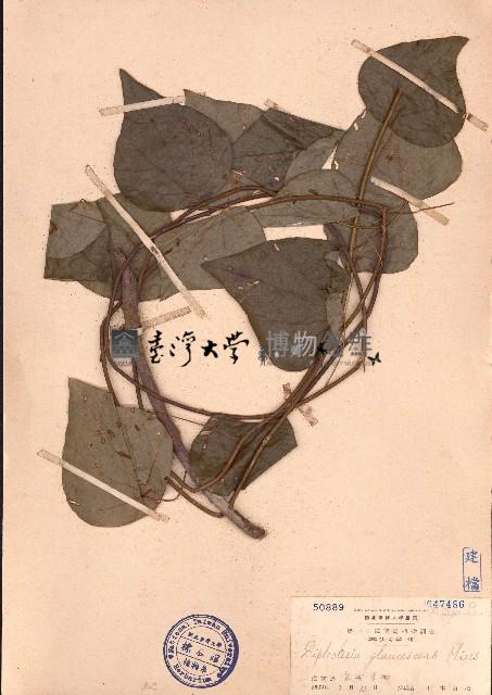 蒼白秤鉤風藏品圖，第1張