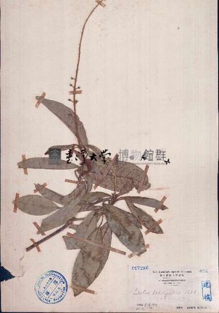 光葉巴豆藏品圖，第1張