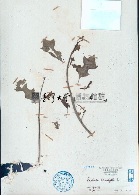 白苞猩猩草藏品圖，第1張