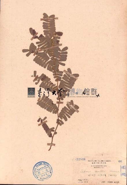 毛相思子藏品圖，第1張