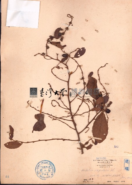 土蜜藤藏品圖，第1張