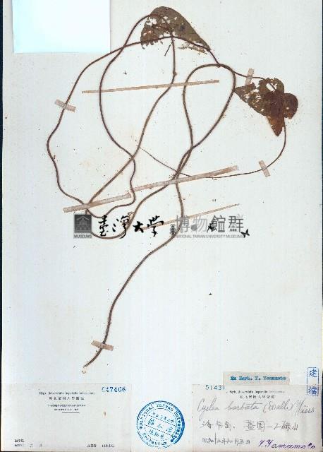 毛葉輪環藤藏品圖，第1張