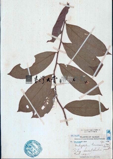 海南毒鼠子藏品圖，第1張