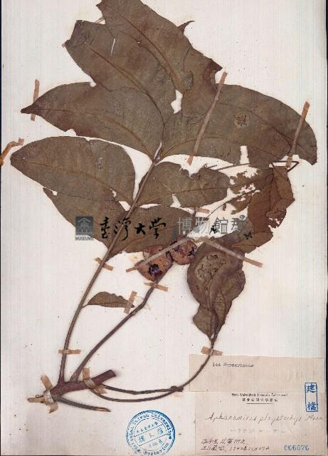 穗花樹蘭、山楝藏品圖，第1張