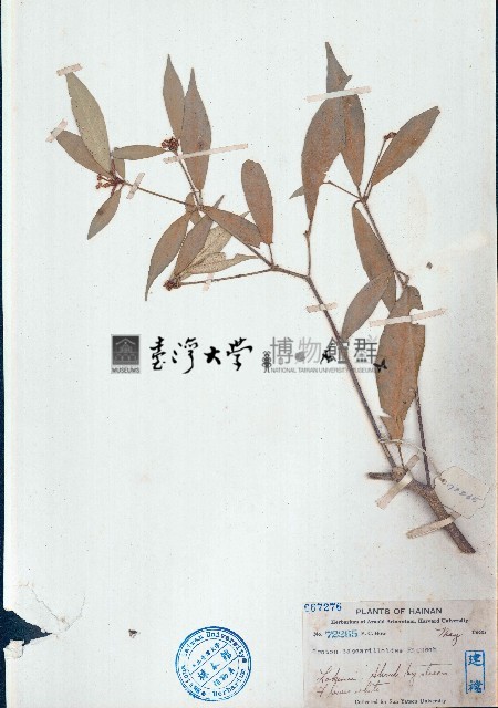 裡白巴豆藏品圖，第1張