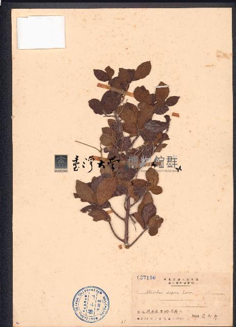 雀腎樹藏品圖，第1張