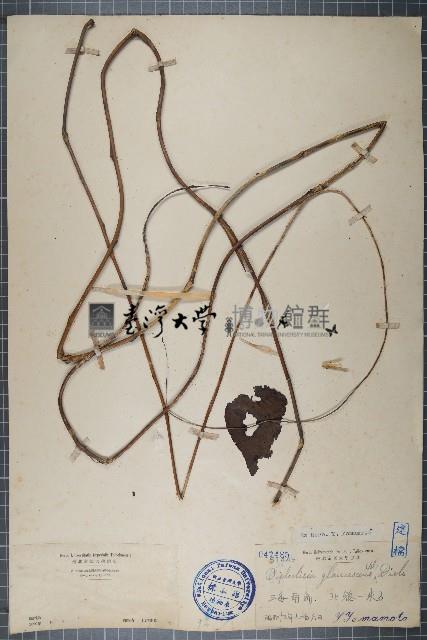 蒼白秤鉤風藏品圖，第1張