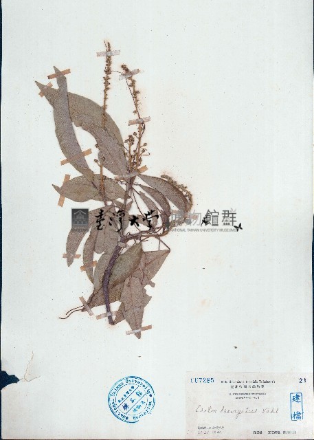 光葉巴豆藏品圖，第1張