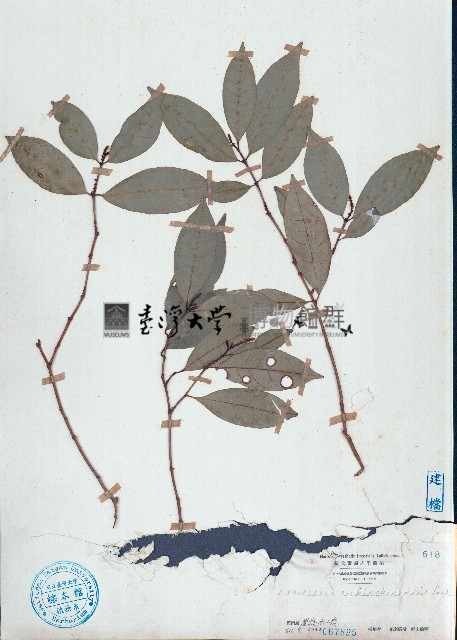 紅背桂藏品圖，第1張