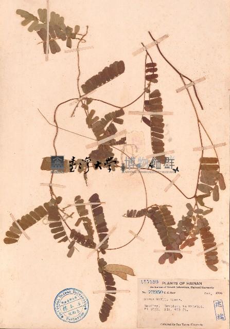 毛相思子藏品圖，第1張