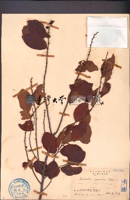 土蜜藤藏品圖，第1張