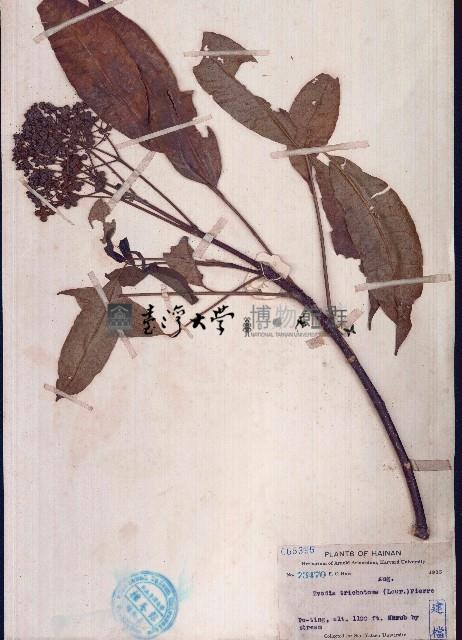 牛紏吳萸、茶辣樹藏品圖，第1張