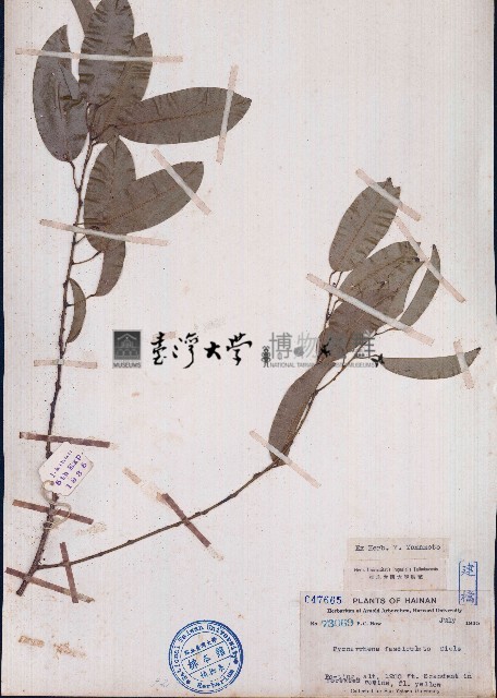 密花藤藏品圖，第1張