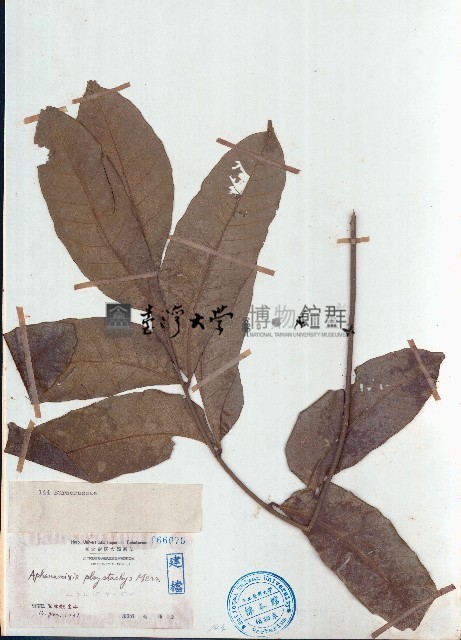 穗花樹蘭、山楝藏品圖，第1張