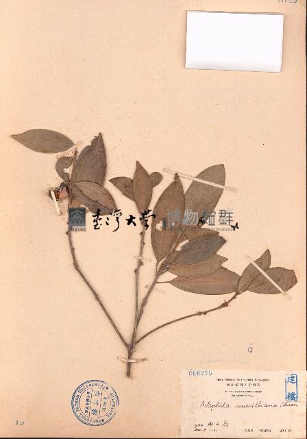 喜光花藏品圖，第1張