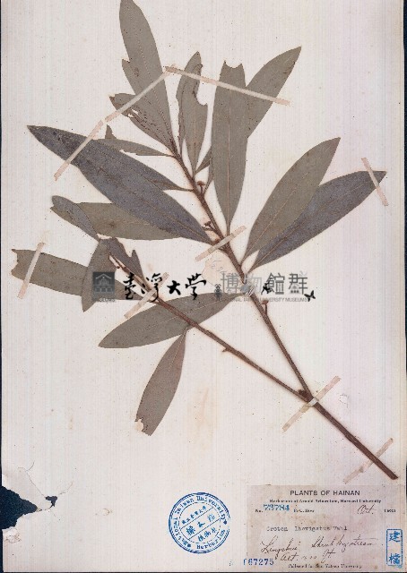 光葉巴豆藏品圖，第1張