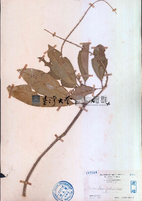 光葉巴豆藏品圖，第1張