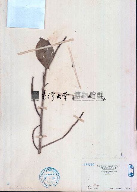 土沉香藏品圖，第1張