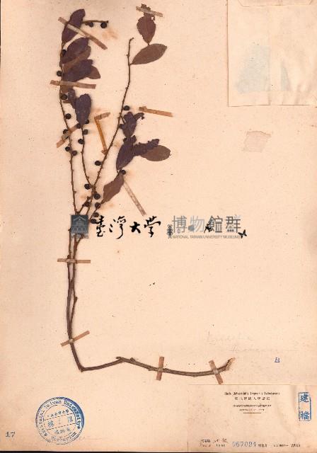 刺杜密藏品圖，第1張