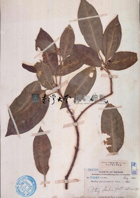 蜜茱萸藏品圖，第1張