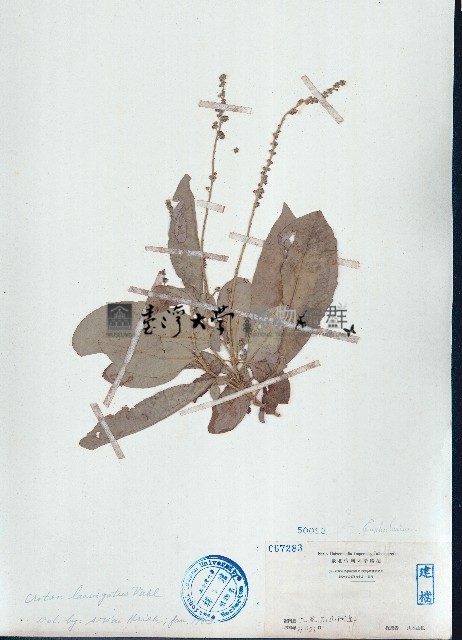 光葉巴豆藏品圖，第1張