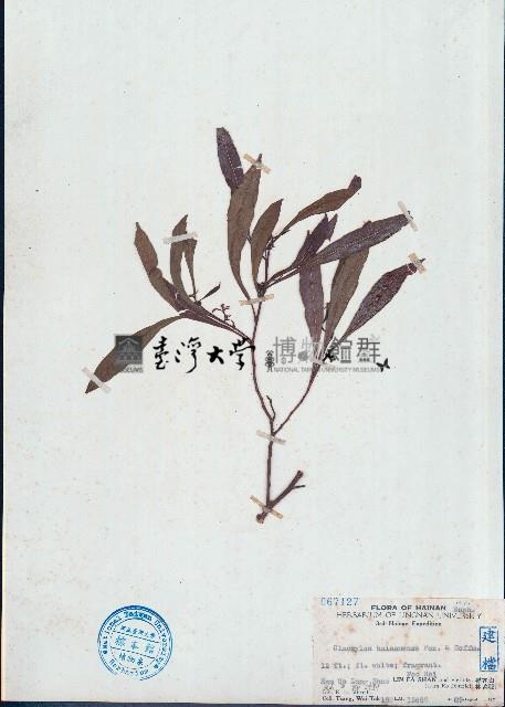 海南白桐樹藏品圖，第1張