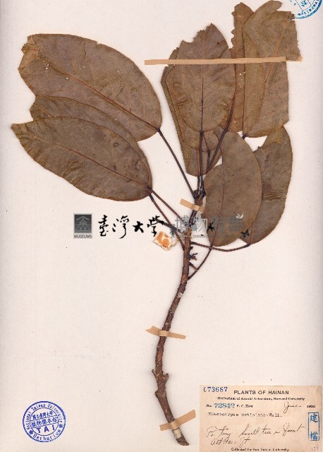 長柄杜英藏品圖，第1張