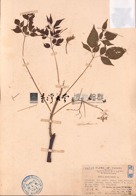 楝藏品圖，第1張