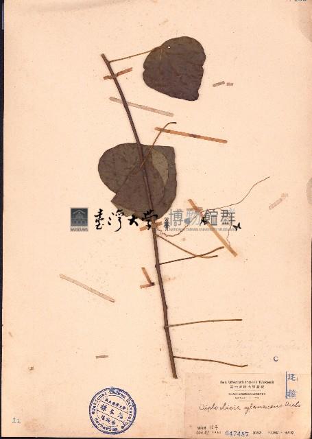 蒼白秤鉤風藏品圖，第1張