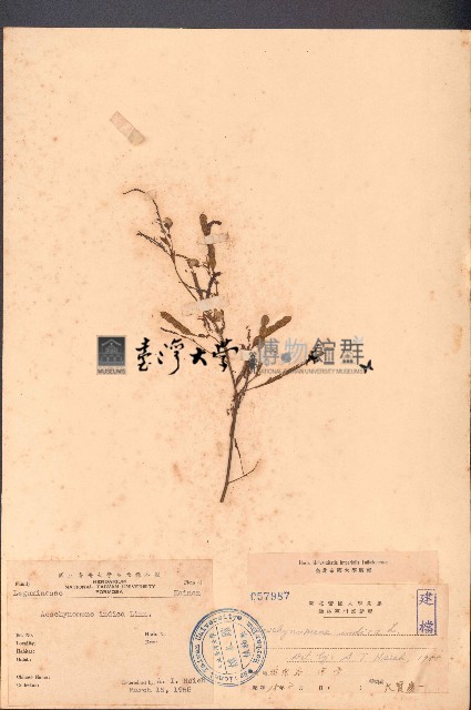 合萌藏品圖，第1張