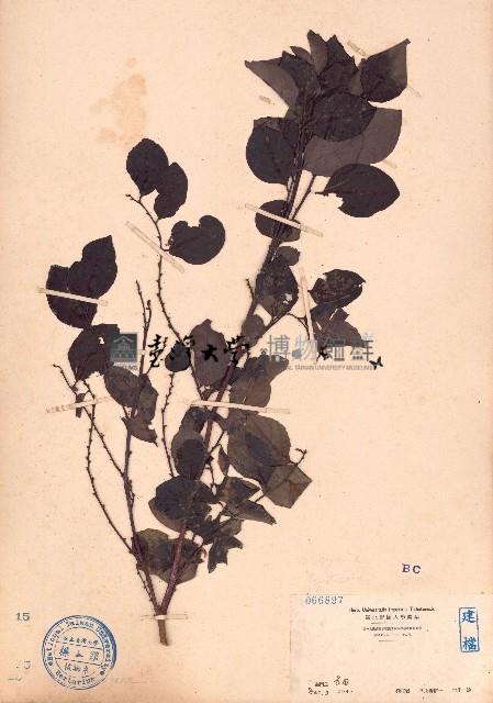 黑面神、鍋蓋木藏品圖，第1張