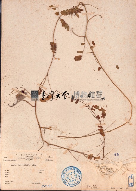 雞母珠藏品圖，第1張