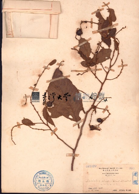 土蜜藤藏品圖，第1張