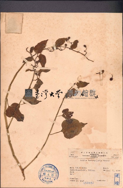 翅莖白粉藤藏品圖，第1張
