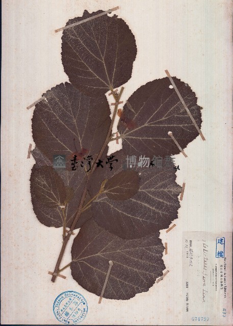 扭蒴山芝麻藏品圖，第1張