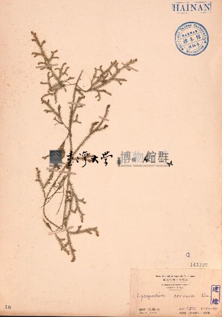 過山龍藏品圖，第1張