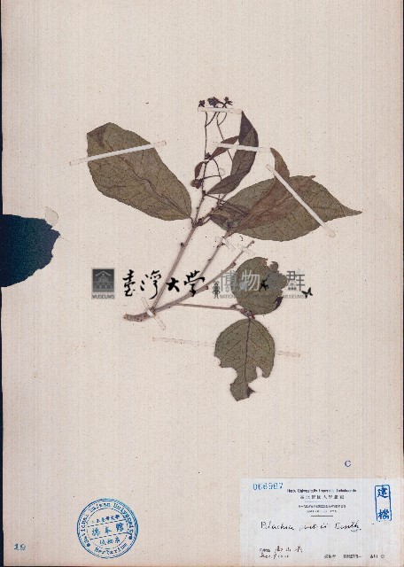 留萼木藏品圖，第1張
