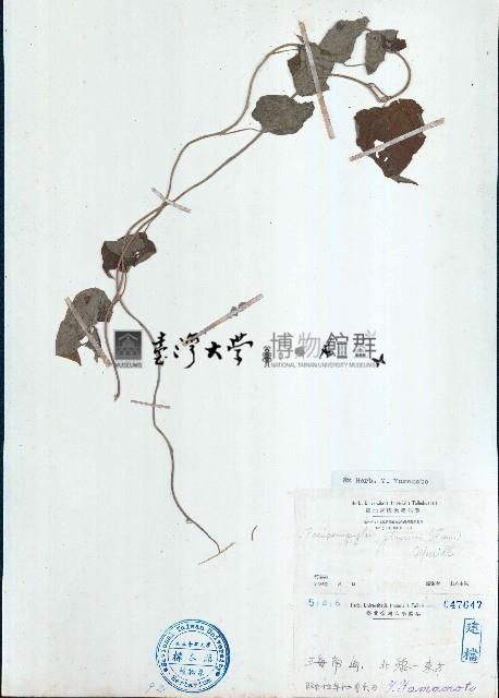 細圓藤藏品圖，第1張