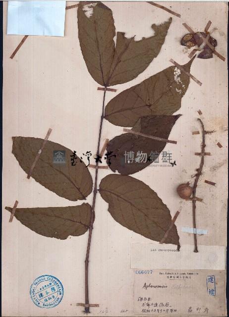 穗花樹蘭、山楝藏品圖，第1張