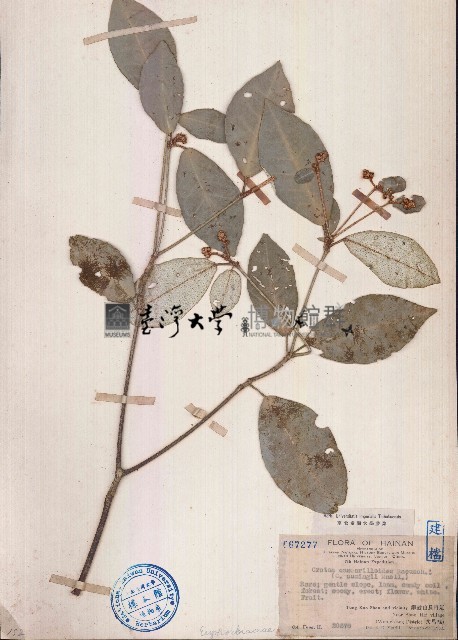 裡白巴豆藏品圖，第1張
