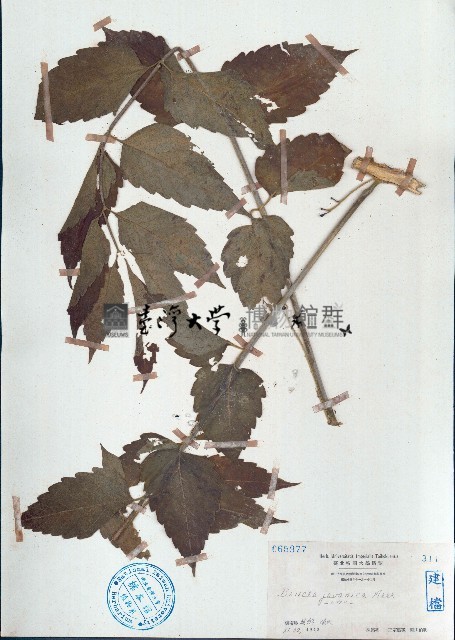 鴉膽子藏品圖，第1張