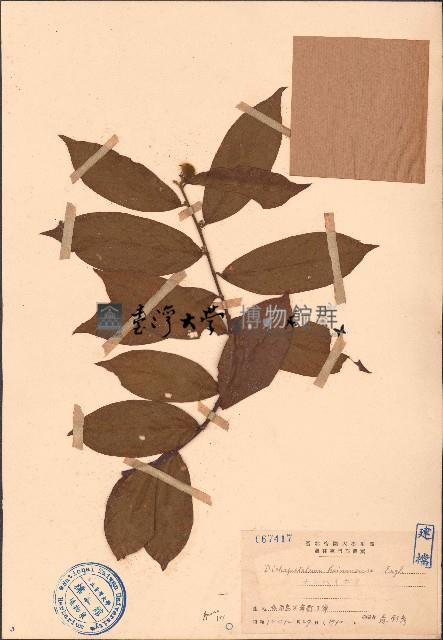 海南毒鼠子藏品圖，第1張