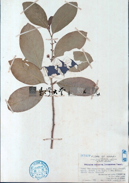 白樹藏品圖，第1張